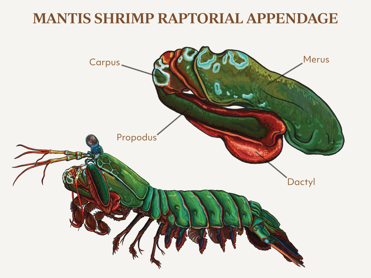 diagram of the mantis shrimp's raptorial appendage