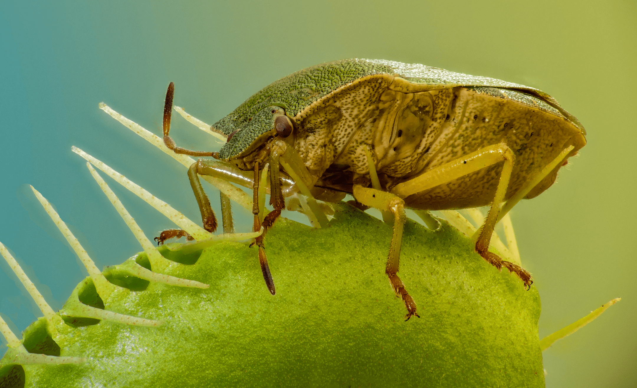 close up photograph of green bug on a venus flytrap