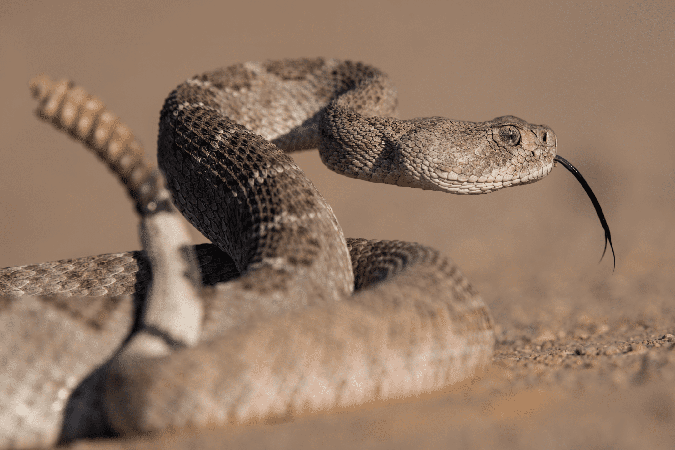 close up photograph of a brown rattle snake