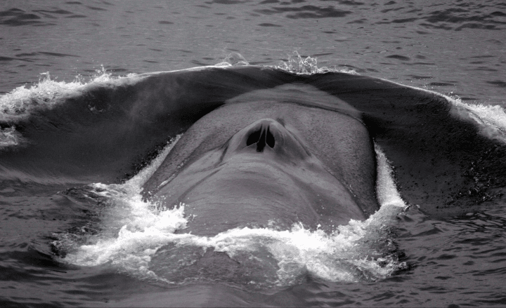 close up photograph of a whale blowhole seen above water