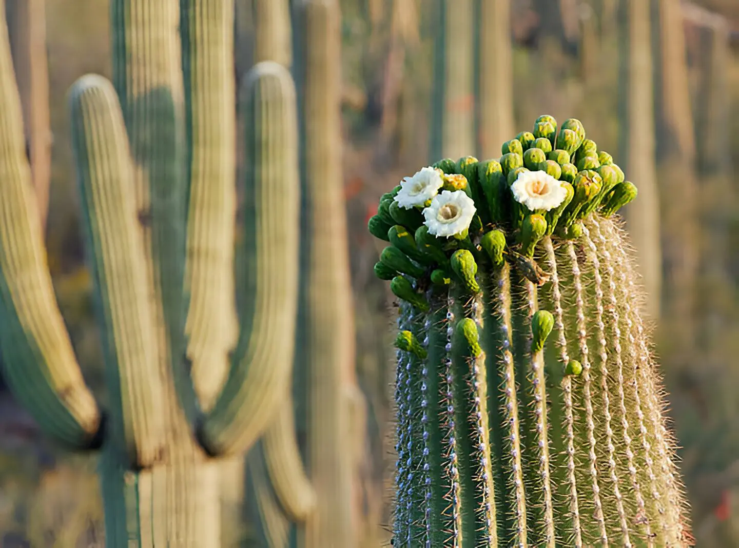 Buds and flowers begin to appear at thte top of a saguaro cactus